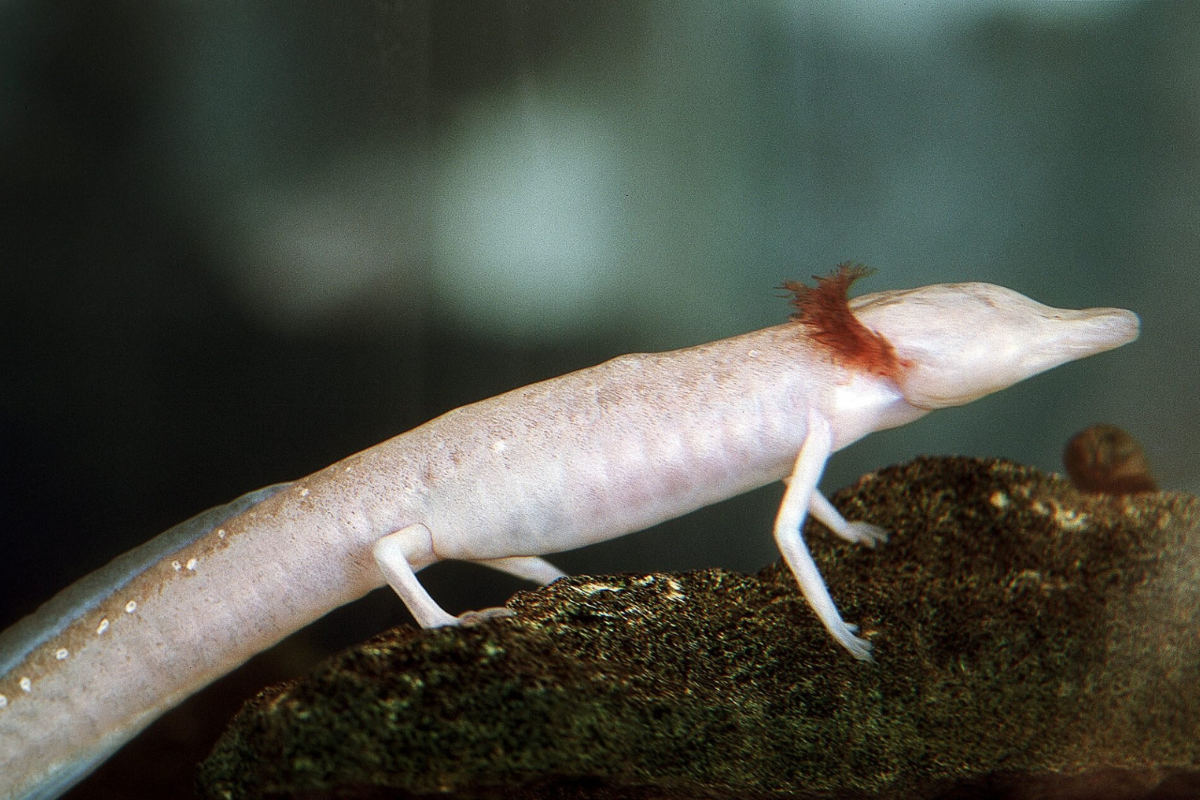Blind Salamander