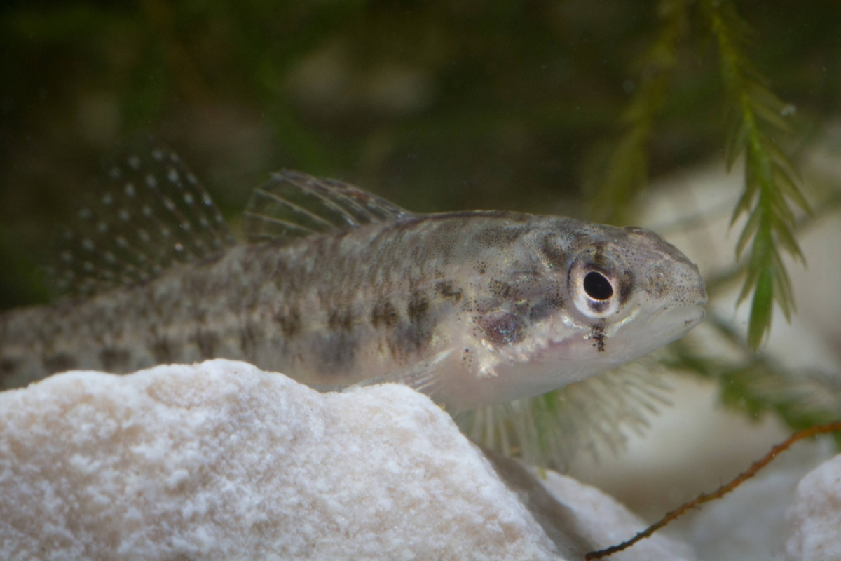 Fountain Darter