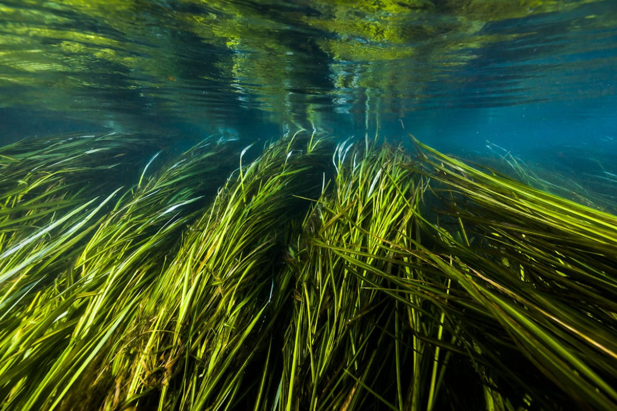 Texas Wild Rice